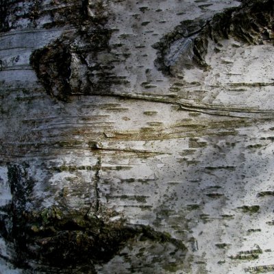 Bouleau pubescent - Betula pubescens