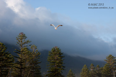20130106_27482 Mid Flight, Afternoon Light (Sun 06 Jan)