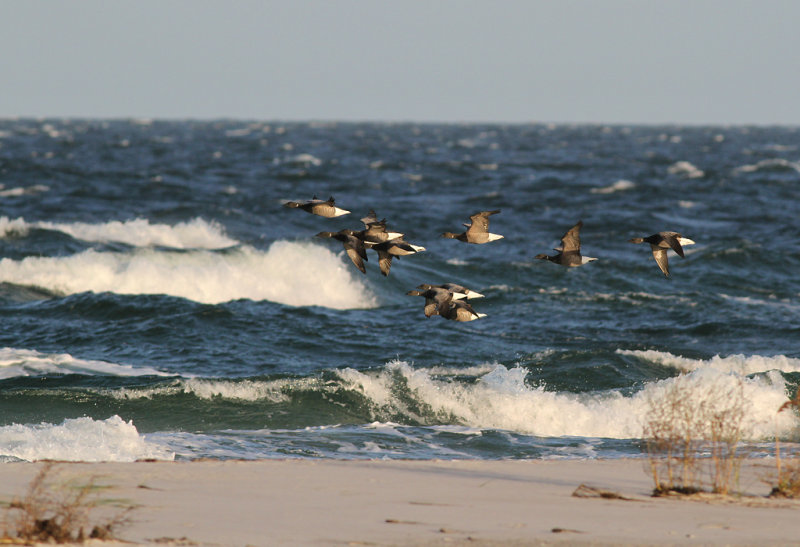 Prutgs - Brent Goose  (Branta bernicla)