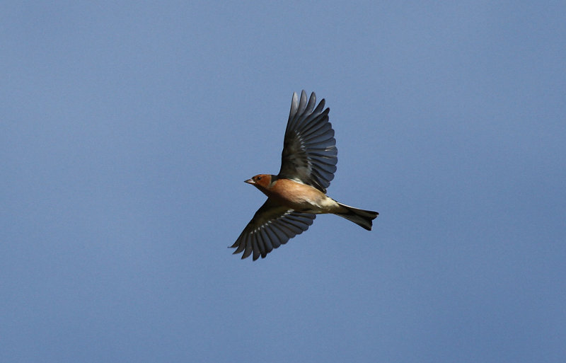 Bofink - Chaffinch (Fringilla coelebs)