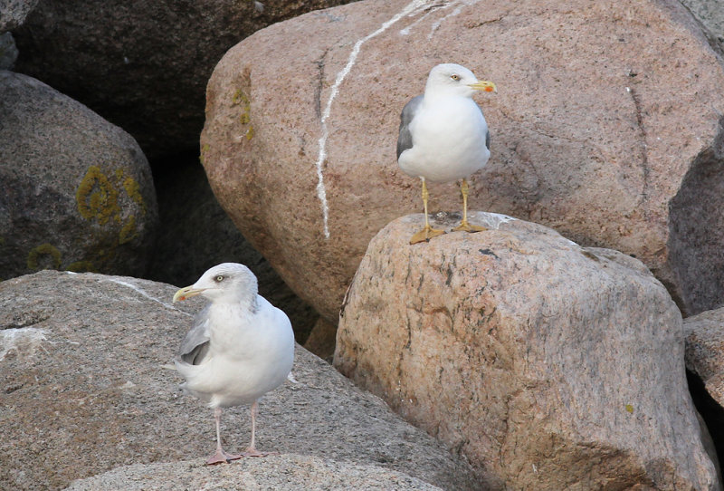 Medelhavstrut - Yellow-legged Gull (Larus michahellis)