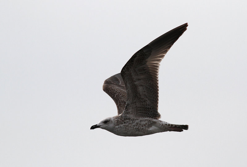 Medelhavstrut - Yellow-legged Gull  (Larus michahellis)