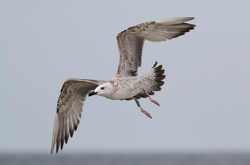 Kaspisk trut - Caspian Gull (Larus cachinnans)
