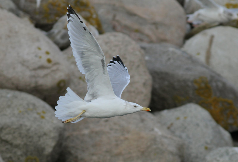 Kaspisk trut - Caspian Gull (Larus cachinnans)