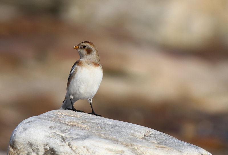 Snösparv - Snow Bunting (Plectrophenax nivalis)