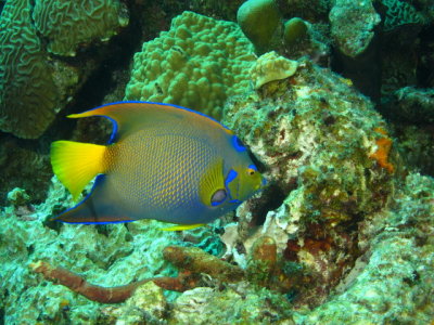Angel Fish