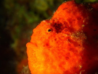 Frog Fish