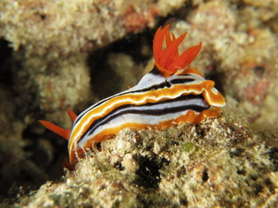 Nudibrnquio