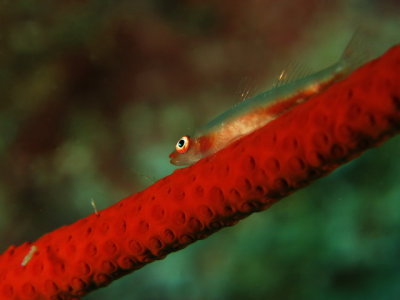 Peixe de Fiapo de Coral