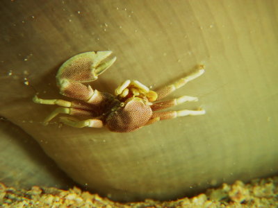 Caranguejo Porcelana