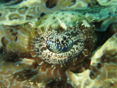 Detalhe do olho do Crocodile Fish