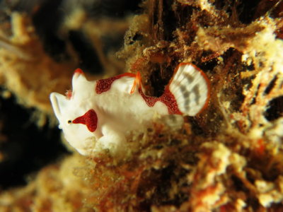 Frog Fish Baby