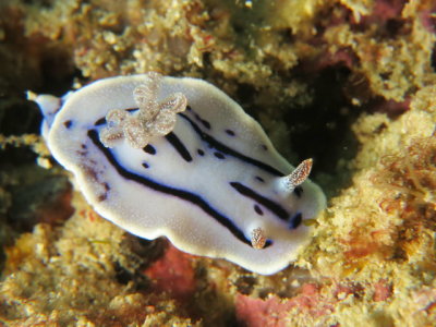 Nudibrnquio