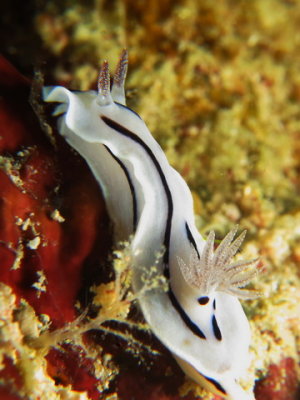 Nudibrnquio