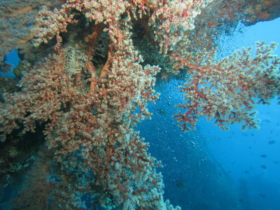 Gorgnia