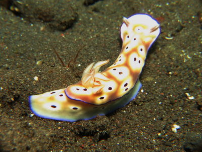 Nudibrnquio