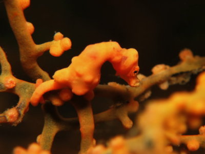 Pygmy Seahorse
