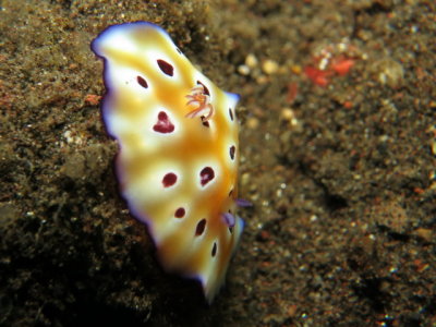 Nudibrnquio