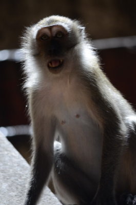 Macacos que vivem em Batu Caves