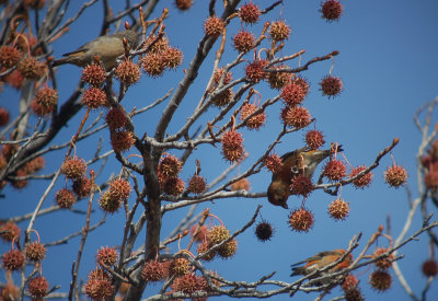 Red Crossbills