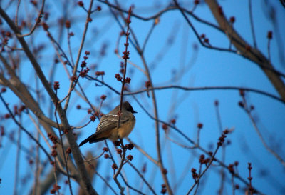 Missouri Say's Phoebes