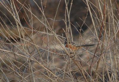 Spotted Towhee (female)