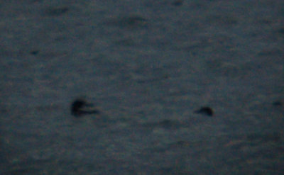 Pacific Loon (right) and Common Loon (left)