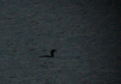Pacific Loon (really, it is, I promise)