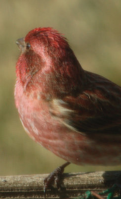 Purple Finch (male)