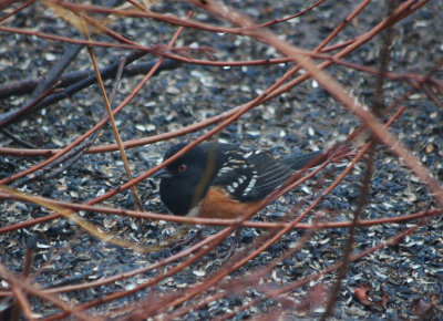 Spotted Towhee (male)