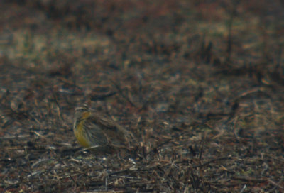 Western Meadowlark