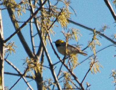 Golden-cheeked Warbler 