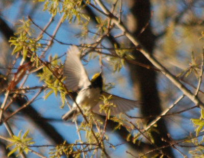 Golden-cheeked Warbler