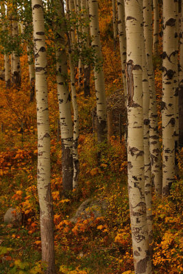 ICR2012_CO3630_ASPENS1PB.jpg