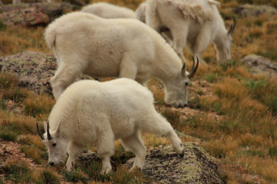 ICR2012_MTEV0793_GOATSTUNDR1PB.jpg