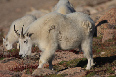 ICR2012_MTEV9949_GOATS9949PB.jpg