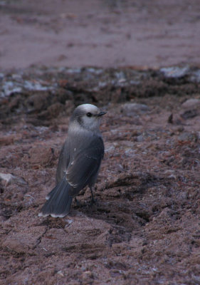ICR2012_CO4260C_GRAYJAY4260PB.jpg