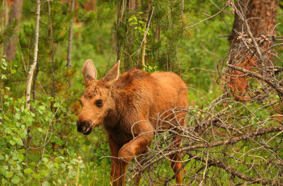 ICR2009_RMNP1564C_BBYMOOSWOODS1PB.jpg