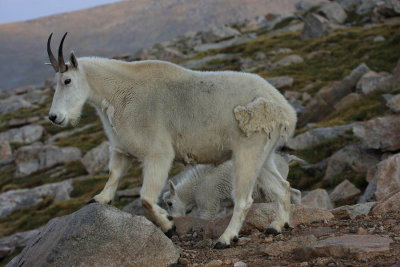 ICR2012_MTEV8909_MTEVGOAT8909PB.jpg