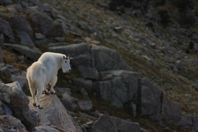 ICR2012_MTEV0936_TOPROKGOAT1PB.jpg