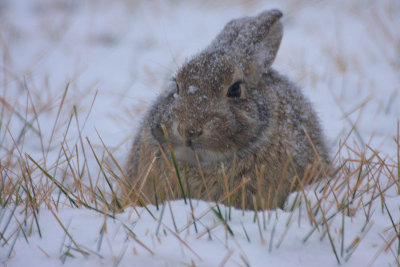 ICR2012_CO5012_SNOBUNY12PB.jpg