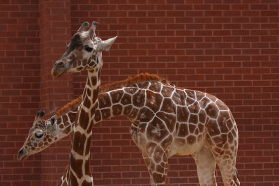 ICR2011_DZ0724_GIRAFFES1PB.jpg