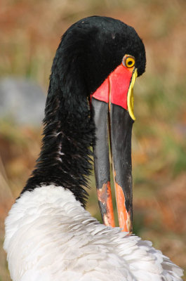 ICR2012_DZ4622C_SADLBILSTORK1PB.jpg