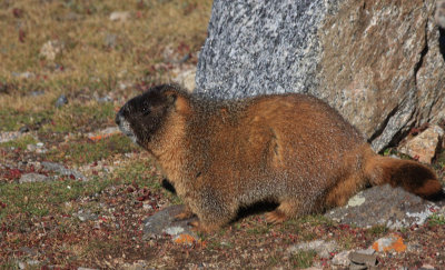 ICR2012_MTEV1146_MARMOTUNDRA1PB.jpg