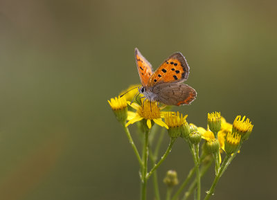 Kleine vuurvlinder