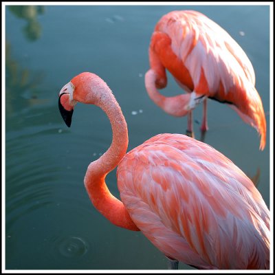 Flamingos I