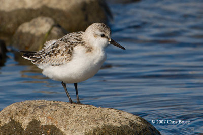 Sanderling