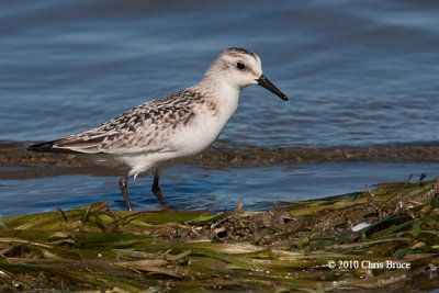 Sanderling