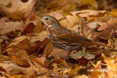Sparrows