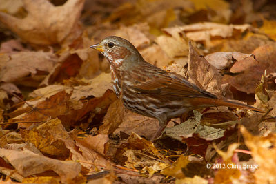 Fox Sparrow